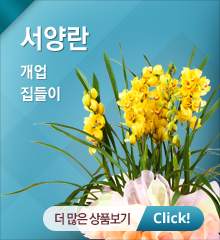 서양란